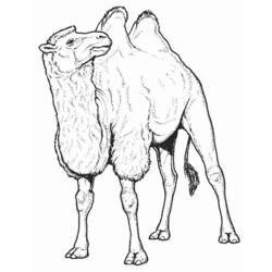 Página para colorir: Camelo (animais) #1665 - Páginas para Colorir Imprimíveis Gratuitamente