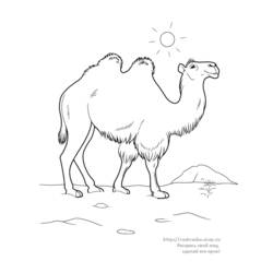 Página para colorir: Camelo (animais) #1686 - Páginas para Colorir Imprimíveis Gratuitamente