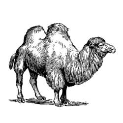 Página para colorir: Camelo (animais) #1702 - Páginas para Colorir Imprimíveis Gratuitamente