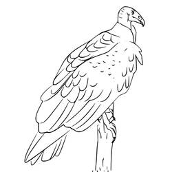Desenho Abutre (Animais) #205332 para imprimir e colorir
