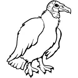 Desenho Abutre (Animais) #205340 para imprimir e colorir