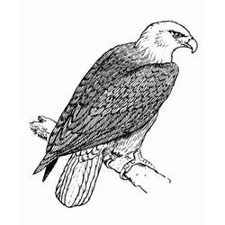 Desenho Águia (Animais) #185179 para imprimir e colorir
