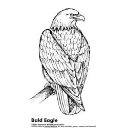 Página para colorir: Águia (animais) #297 - Páginas para Colorir Imprimíveis Gratuitamente