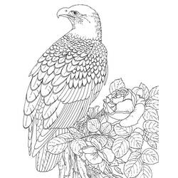 Página para colorir: Águia (animais) #304 - Páginas para Colorir Imprimíveis Gratuitamente
