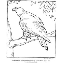 Página para colorir: Águia (animais) #362 - Páginas para Colorir Imprimíveis Gratuitamente