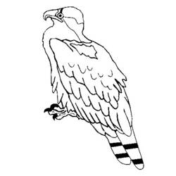Página para colorir: Águia (animais) #373 - Páginas para Colorir Imprimíveis Gratuitamente