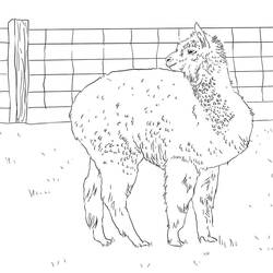 Página para colorir: Alpaca (Animais) #217300 - Páginas para Colorir Imprimíveis Gratuitamente