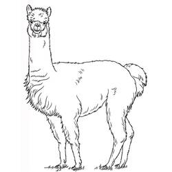 Página para colorir: Alpaca (Animais) #217303 - Páginas para Colorir Imprimíveis Gratuitamente
