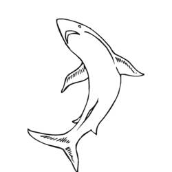 Página para colorir: animais marinhos (animais) #22255 - Páginas para Colorir Imprimíveis Gratuitamente