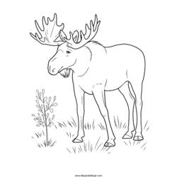 Página para colorir: Antílope (animais) #22644 - Páginas para Colorir Imprimíveis Gratuitamente