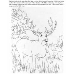 Página para colorir: Antílope (animais) #22670 - Páginas para Colorir Imprimíveis Gratuitamente