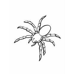 Página para colorir: Aranha (animais) #583 - Páginas para Colorir Imprimíveis Gratuitamente