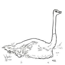 Desenho Avestruz (Animais) #204540 para imprimir e colorir