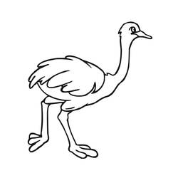 Desenho Avestruz (Animais) #204543 para imprimir e colorir