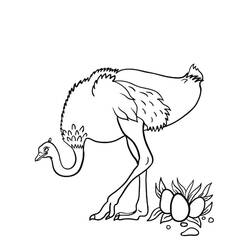 Desenho Avestruz (Animais) #204549 para imprimir e colorir