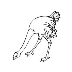 Desenho Avestruz (Animais) #204553 para imprimir e colorir