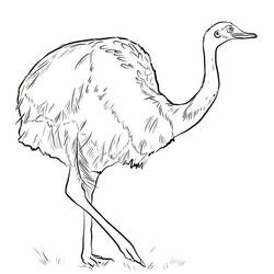Desenho Avestruz (Animais) #204559 para imprimir e colorir