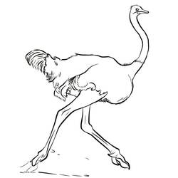 Desenho Avestruz (Animais) #204574 para imprimir e colorir