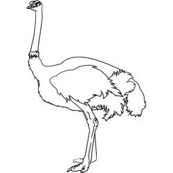 Desenho Avestruz (Animais) #204576 para imprimir e colorir