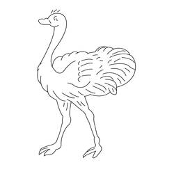 Página para colorir: Avestruz (animais) #684 - Páginas para Colorir Imprimíveis Gratuitamente