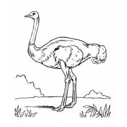 Página para colorir: Avestruz (animais) #752 - Páginas para Colorir Imprimíveis Gratuitamente