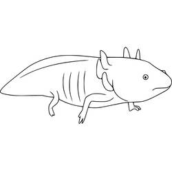 Desenho Axolote (Animais) #184576 para imprimir e colorir