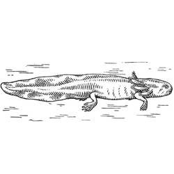 Desenho Axolote (Animais) #184585 para imprimir e colorir