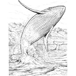Página para colorir: Baleia (animais) #876 - Páginas para Colorir Imprimíveis Gratuitamente
