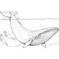Página para colorir: Baleia (animais) #886 - Páginas para Colorir Imprimíveis Gratuitamente