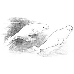 Página para colorir: Baleia (animais) #948 - Páginas para Colorir Imprimíveis Gratuitamente