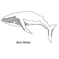 Página para colorir: Baleia (animais) #963 - Páginas para Colorir Imprimíveis Gratuitamente