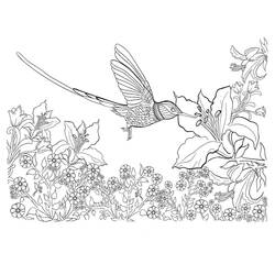 Desenho Beija-flor (Animais) #208575 para imprimir e colorir