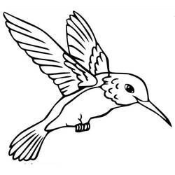 Desenho Beija-flor (Animais) #208625 para imprimir e colorir