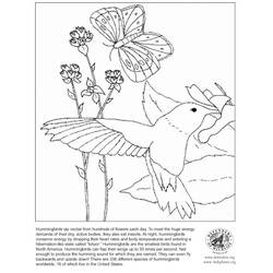 Página para colorir: Beija Flor (animais) #3827 - Páginas para Colorir Imprimíveis Gratuitamente