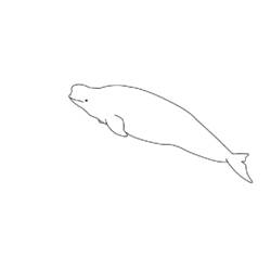 Página para colorir: beluga (animais) #1040 - Páginas para Colorir Imprimíveis Gratuitamente