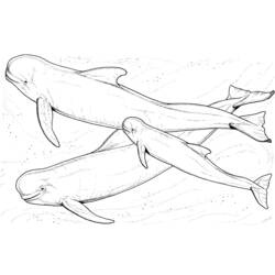 Página para colorir: beluga (animais) #1044 - Páginas para Colorir Imprimíveis Gratuitamente