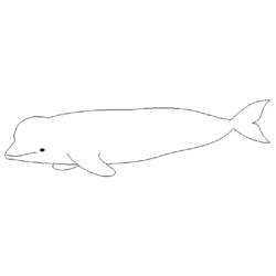 Página para colorir: beluga (animais) #1048 - Páginas para Colorir Imprimíveis Gratuitamente