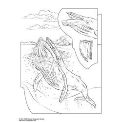 Página para colorir: beluga (animais) #1052 - Páginas para Colorir Imprimíveis Gratuitamente