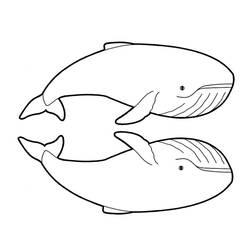 Página para colorir: beluga (animais) #1076 - Páginas para Colorir Imprimíveis Gratuitamente