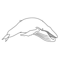 Página para colorir: beluga (animais) #1086 - Páginas para Colorir Imprimíveis Gratuitamente