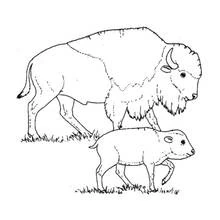Desenho Bisão (Animais) #1205 para imprimir e colorir
