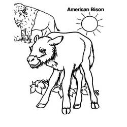 Desenho Bisão (Animais) #205545 para imprimir e colorir