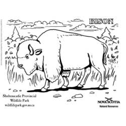 Página para colorir: Búfalo (animais) #1202 - Páginas para Colorir Imprimíveis Gratuitamente