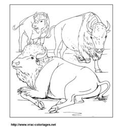 Página para colorir: Búfalo (animais) #1212 - Páginas para Colorir Imprimíveis Gratuitamente