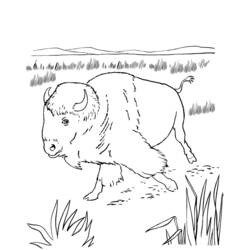 Página para colorir: Búfalo (animais) #1226 - Páginas para Colorir Imprimíveis Gratuitamente