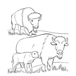 Página para colorir: Búfalo (animais) #1234 - Páginas para Colorir Imprimíveis Gratuitamente
