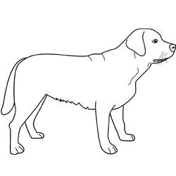 Página para colorir: Cachorro (animais) #3139 - Páginas para Colorir Imprimíveis Gratuitamente