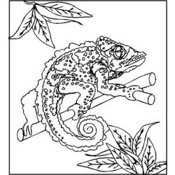 Página para colorir: Camaleão (animais) #1409 - Páginas para Colorir Imprimíveis Gratuitamente