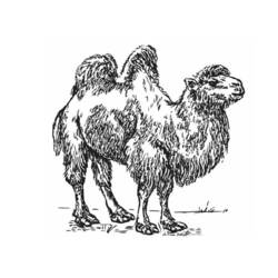 Página para colorir: Camelo (animais) #1707 - Páginas para colorir imprimíveis