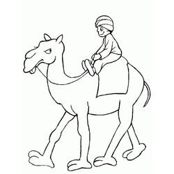 Desenho Camelo (Animais) #205476 para imprimir e colorir